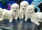 Dog for sale
