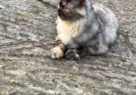 Traditional Persian Cats