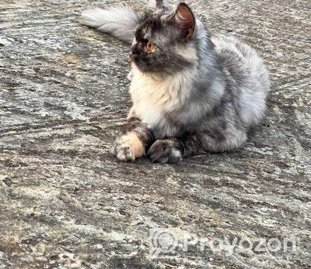 Traditional Persian Cats