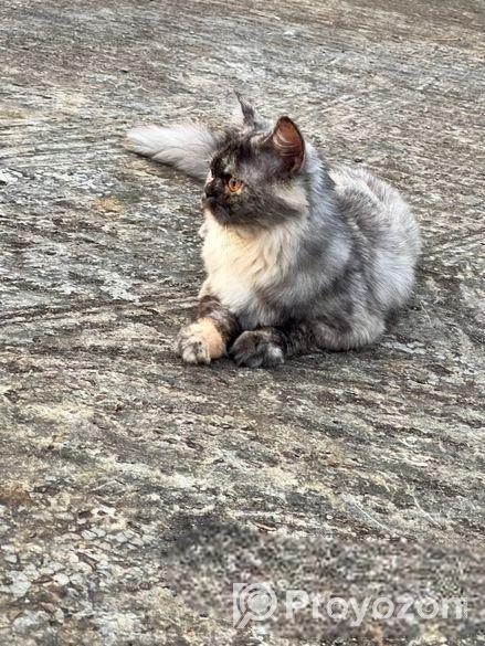 Traditional Persian Cats