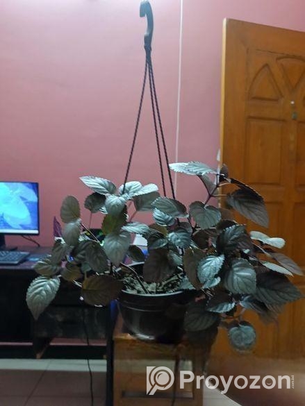 Purple Passion/Velvet Plant