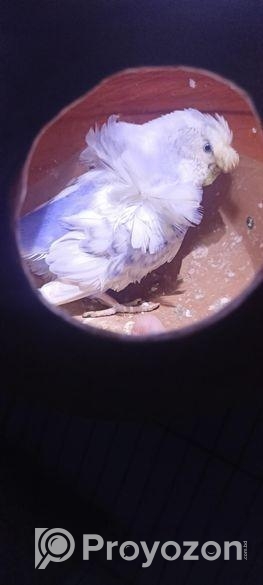 জাপানি বাজিগর