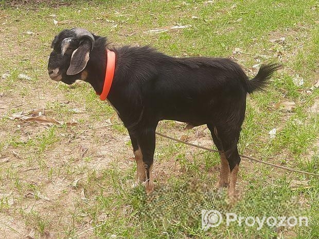 পাঠা ছাগল