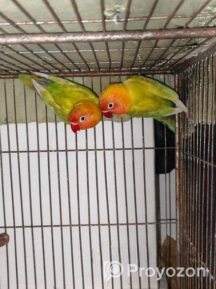 লাভ বার্ড ম্যাংগো কালার