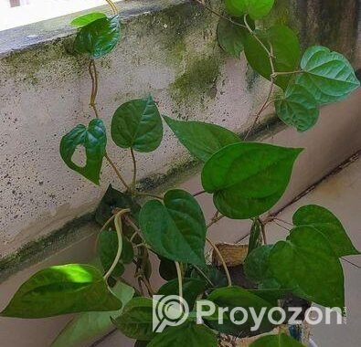 পান গাছের চারা (2টি একসাথে)