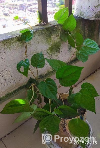 পান গাছের চারা (2টি একসাথে)