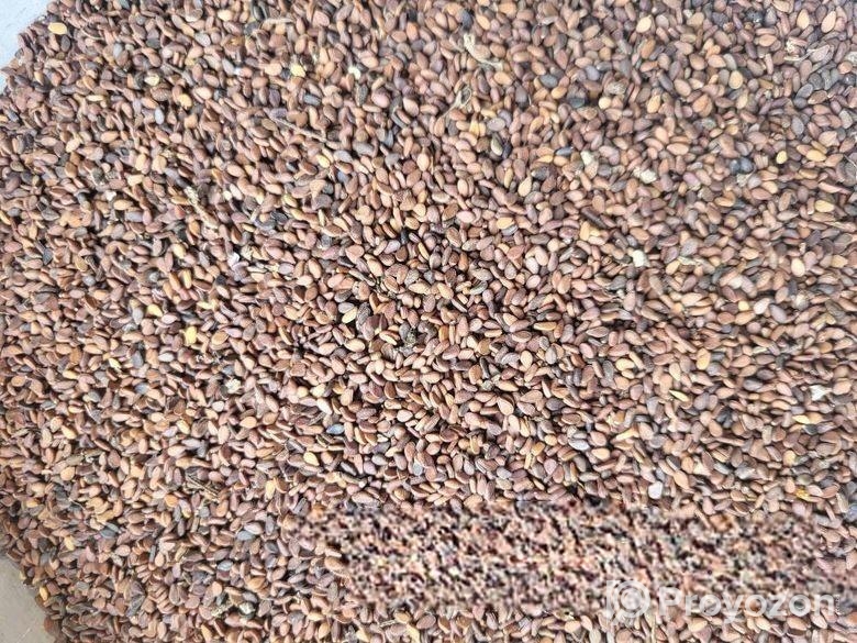 এটা হলো তিল