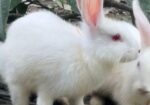 White Rabbite pair sell