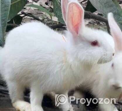 White Rabbite pair sell