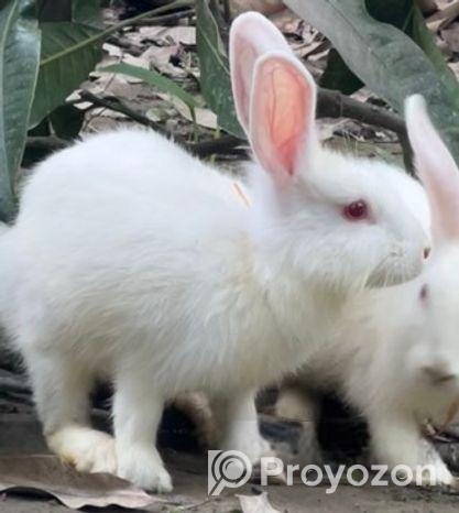 White Rabbite pair sell