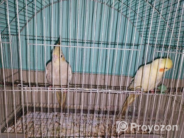 খাঁচা সহ ককাটেল পাখি দুটি আর্জেন্ট বিক্রি করা হবে।