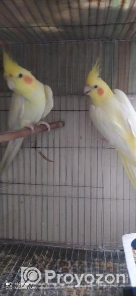 কোকাটেল পাখি