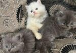Persian Cat