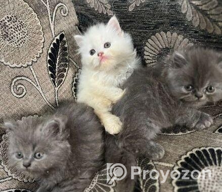 Persian Cat