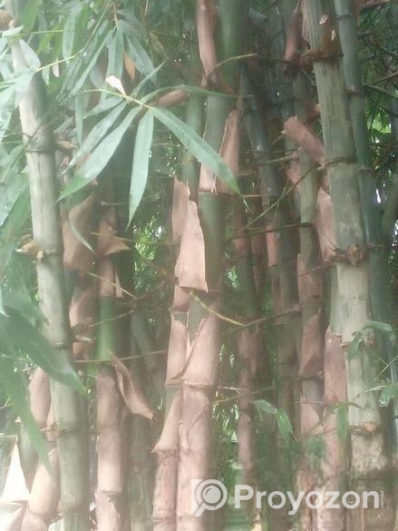 খুব ভালো আমার বাস