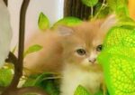 Pure Persian Cats & Kittens For Sale – Urgent