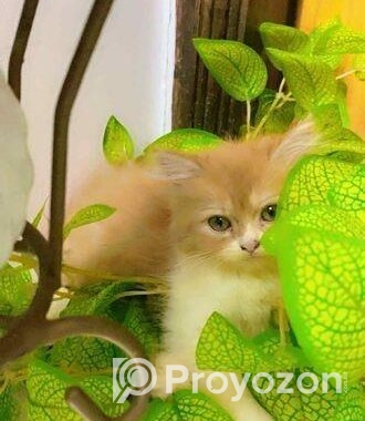 Pure Persian Cats & Kittens For Sale – Urgent