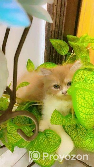 Pure Persian Cats & Kittens For Sale – Urgent