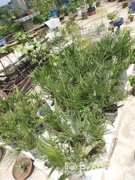 সৌদি খেজুর গাছ বিক্রি করব,