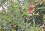 ফলওায়ালা ডালিম গাছ বিক্রি