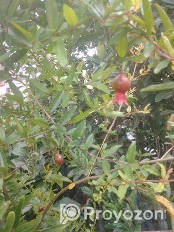 ফলওায়ালা ডালিম গাছ বিক্রি