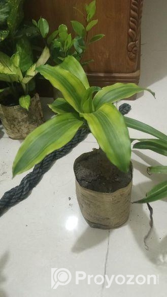 indoor plant