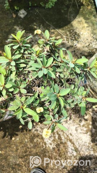 কাটামুকুট গাছ