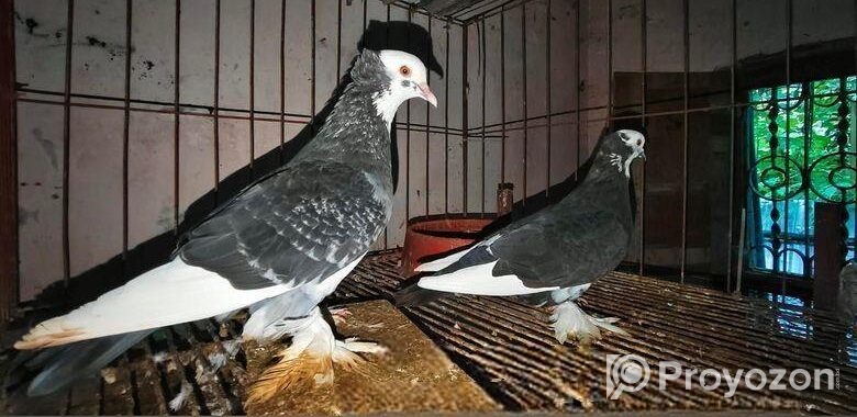 ৫ জোড়া কবুতর