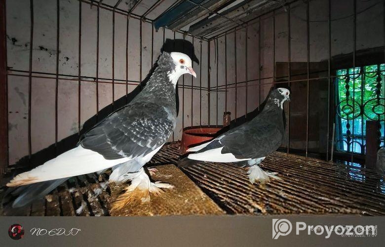 ৫ জোড়া কবুতর