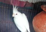 Albino Cocatel