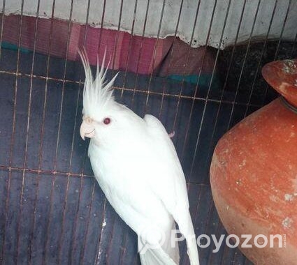 Albino Cocatel
