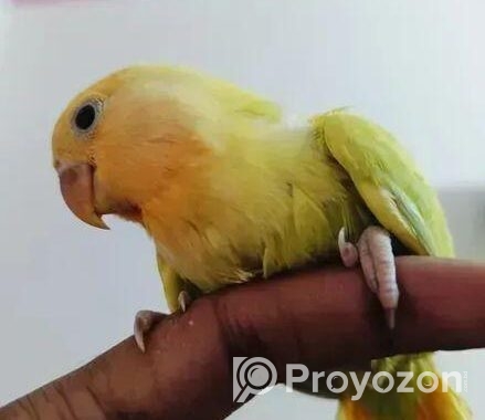 লাভ বার্ড এর টেম সাইজ বাচ্চা বিক্রি হবে।
