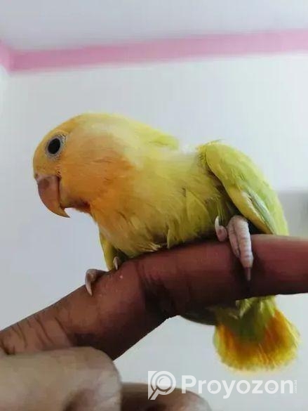 লাভ বার্ড এর টেম সাইজ বাচ্চা বিক্রি হবে।