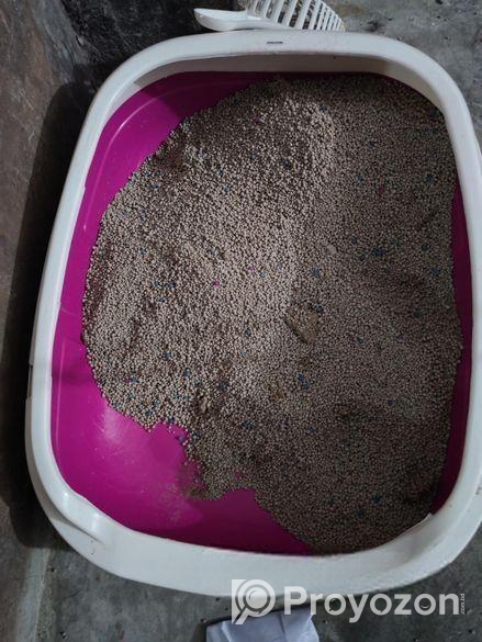 পার্শিয়ান বিড়াল