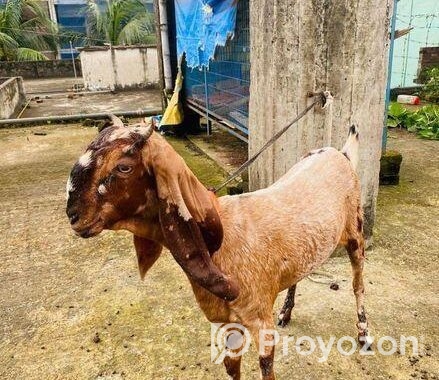২ টি পাঠি ছাগল