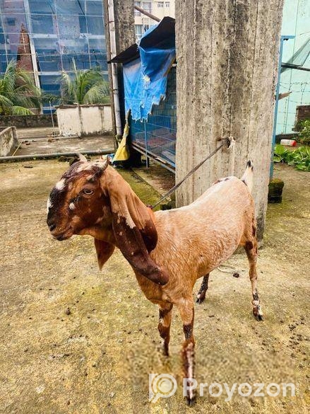 ২ টি পাঠি ছাগল