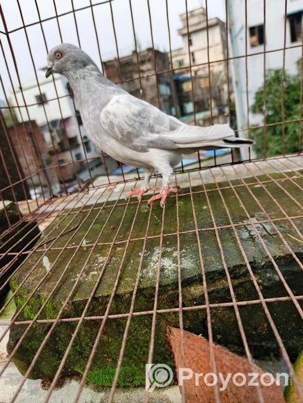 সিলভার খাকি নর