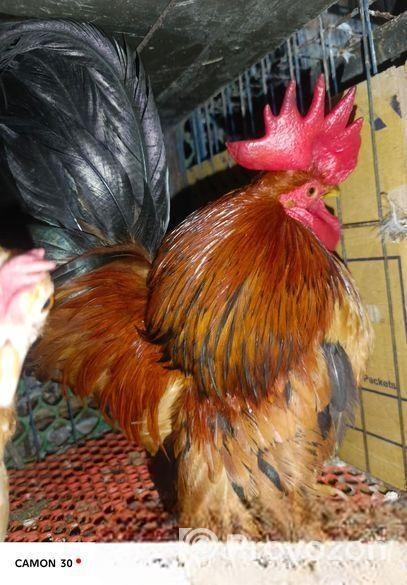 শে রুমা ১জুরা রানিং ডিম পারতাছে