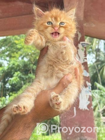 পার্সিয়ান ট্রিপল কোড বাচ্চা বিড়াল