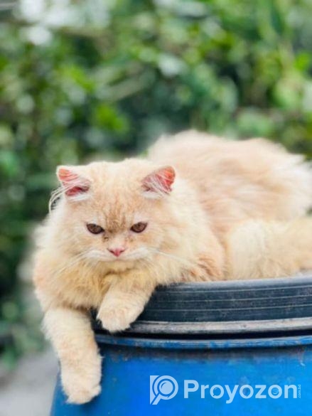 ট্রেডিশনাল পার্সিয়ান