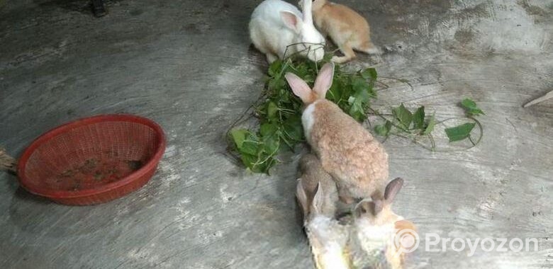Rabbit for sale