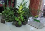 Tree sell