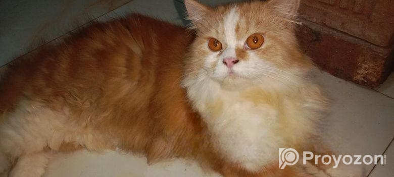 Cat male female low price