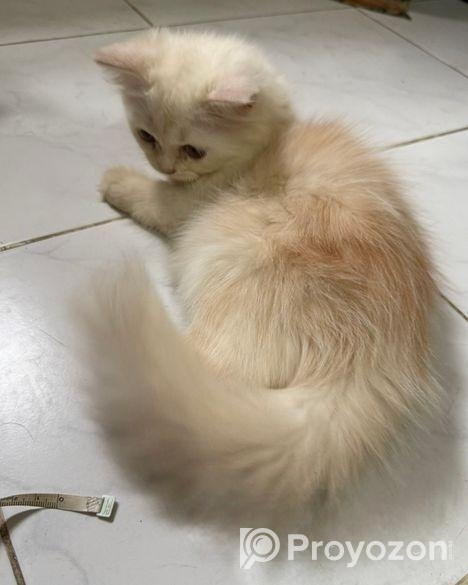 Persian cat (traditional kitten)