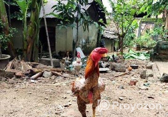 Indian Asis Murga Bacca For Sell.