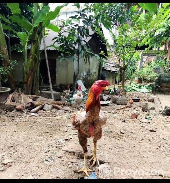 Indian Asis Murga Bacca For Sell.