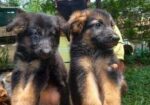 Pure Gsd And Labrador Puppy