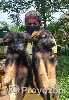 Pure Gsd And Labrador Puppy