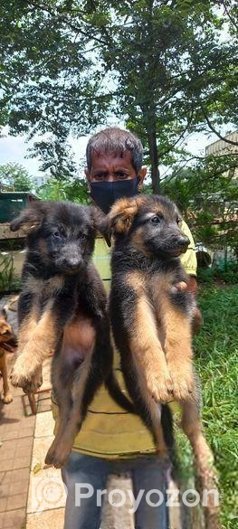 Pure Gsd And Labrador Puppy