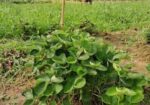 উন্নত জাতের উচ্চফলনশীল চারা থাইল্যান্ড